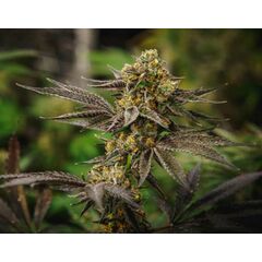 Grandpa`s Diesel genetics, Фасовка: 3+1